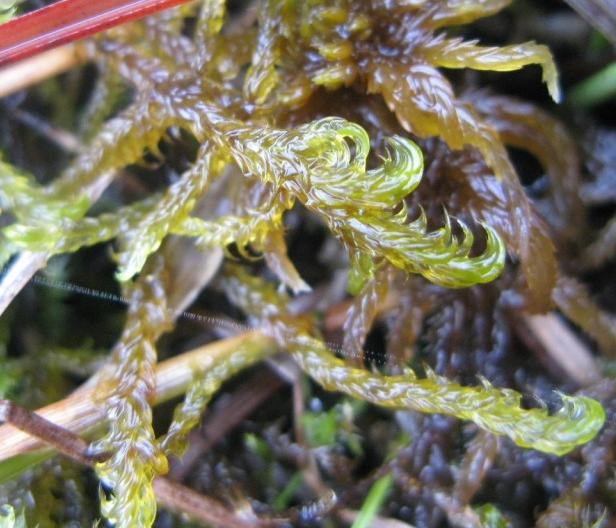 Obr. 13: Scorpidium cossonii (vlevo) a Hamatocaulis vernicosus (vpravo) v terénu (poněkud zvětšeno). Barva vůbec není směrodatná, od zelené po tmavě hnědou, podle prostředí, v jakém ţijí. Lysák 2009.