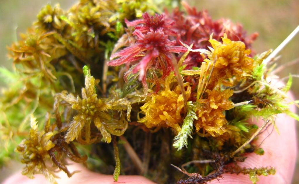 Rašeliník tupolistý (Sphagnum obtusum), LR-nt Rašeliník trvale zvodnělých depresí v zachovalých rašeliništích a v okrajích oligotrofních aţ mezotrofních nádrţí.