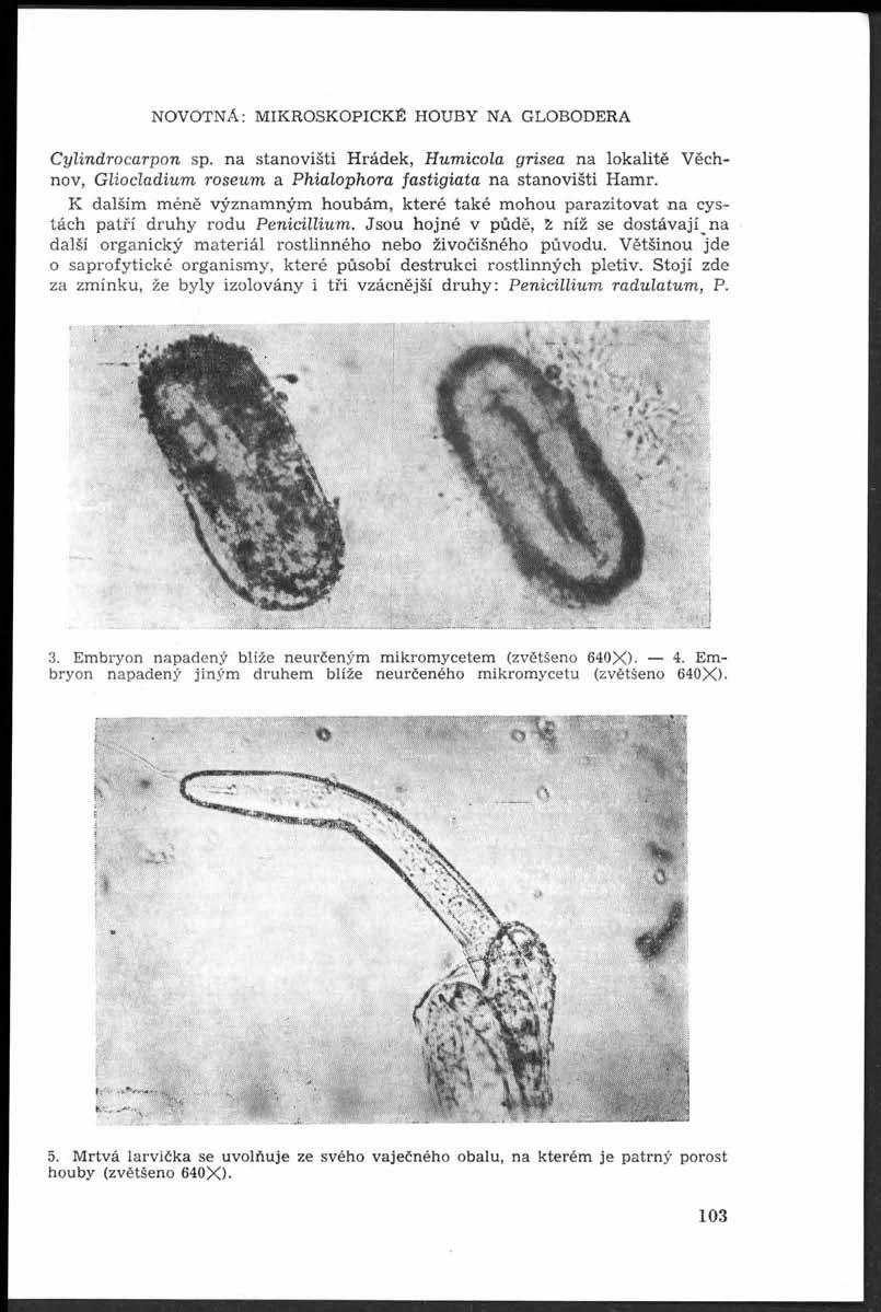 NOVOTNÁ: MIKROSKOPICKÉ HOUBY NA GLOBODERA C ylindr o carpon sp. na stanovišti H rádek, Hum icola grisea na lokalitě Věchnov, G liocladium roseum a P hialophora fastigiata n a stanovišti H am r.