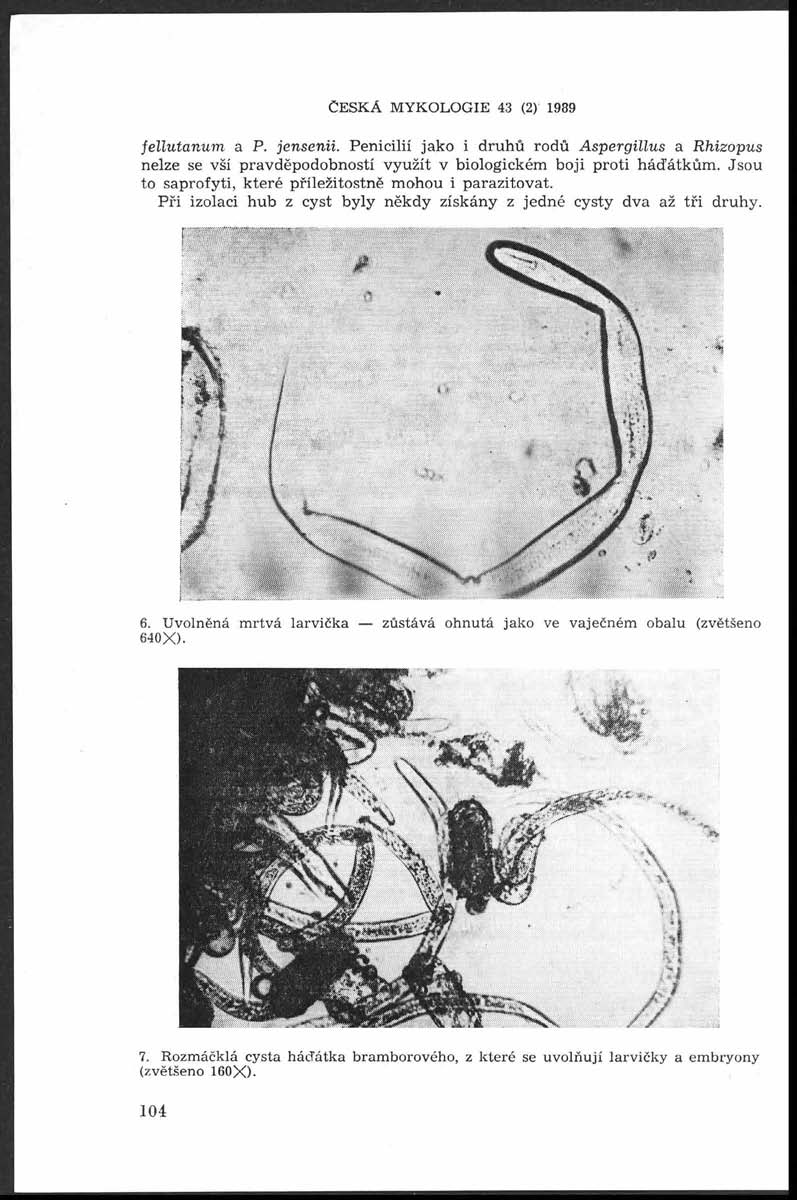 Č e s k á m y k o l o g i e 43 (2) 1989 fellu ta n u m a P. jensenii. Penicilií jako i d ru h ů rodů Aspergillus a Rhizopus nelze se vší pravděpodobností využít v biologickém boji proti háď átkům.