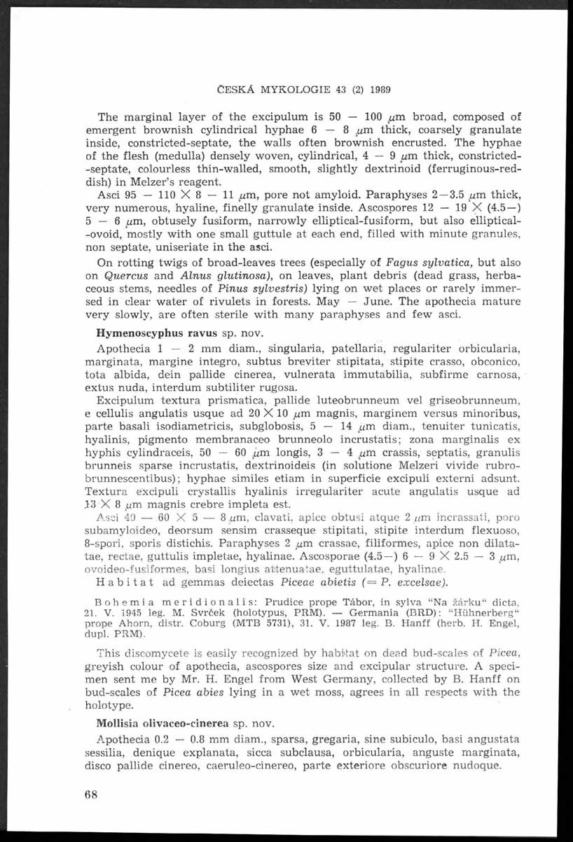 Č e s k á m y k o l o g i e 43 (2) 1989 The m arginal layer of the excipulum is 50 100 m broad, composed of em ergent brow nish cylindrical hyphae 6 8 u.