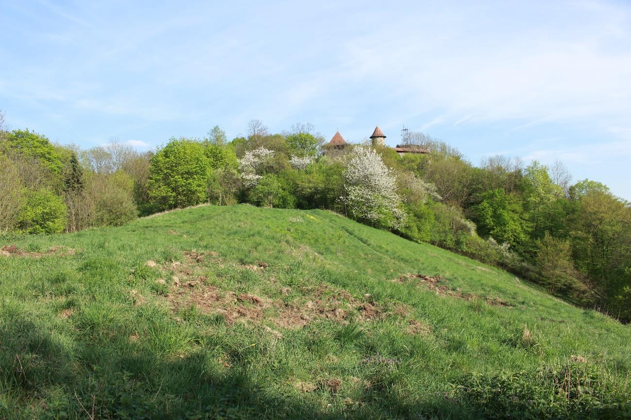 Obrázek 3 Louka (poloha A5), blízko hradní zříceniny (foto