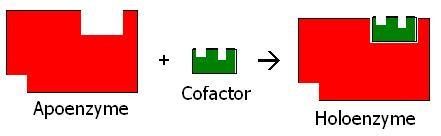 Enzym = buďto jednoduchá bílkovina nebo apoenzym (peptid.