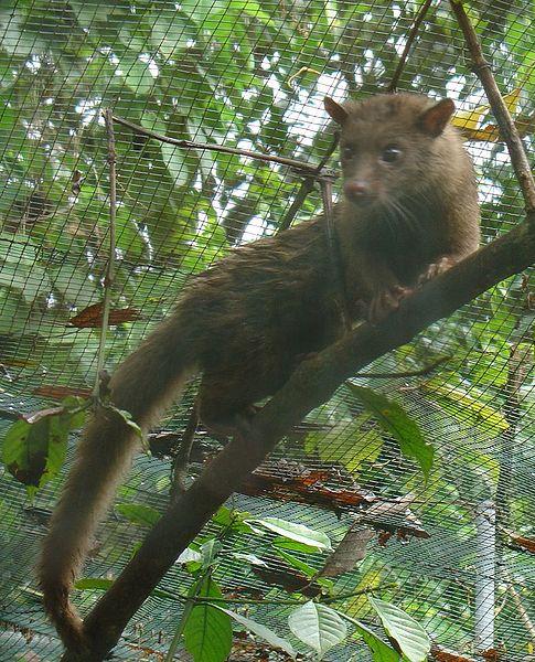 Zajímavosti o kávě Nejdražší kávou na světě je odrůdová káva Kopi Luwak, sklízí se ručním