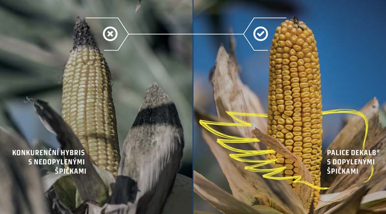 ZRNOVÉ HYBRIDY Heat & drought tested Hybridy se známkou OCHRÁNÍ VÁŠ VÝNOS i v případě extrémních teplot a sucha.