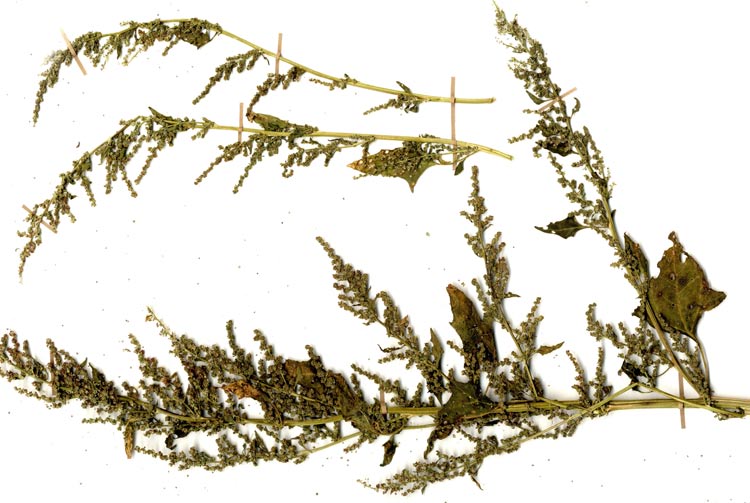 Obr. 18. Merlík slanomilný (sběr uložený v MZ, Vrbovecký rybník, podzim 2011). Fig. 18. Chenopodium chenopodioides (herbarium specimen from the locality Vrbovecký rybník, autumn 2011).