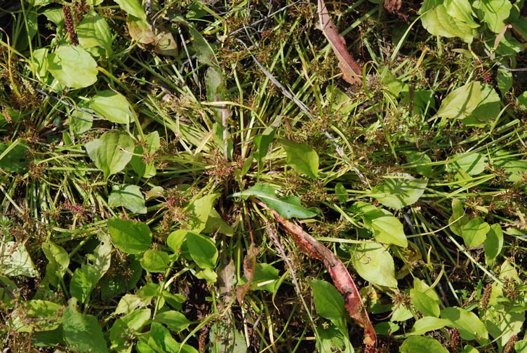 Obr. 20. Šáchor hnědý bývá v polních mokřadech přerostlý vyššími druhy jako například na fotografii jitrocelem chudokvětým (Plantago uliginosa) (Hevlín, podzim 2010). Fig. 20. Cyperus fuscus in wetlands on arable land is often overgrown by higher species such as Plantago uliginosa (Hevlín, autumn 2010).