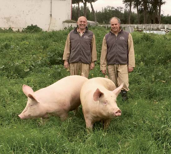 TN60 Vysoká efektivita v teplejším podnebí Prasnice TN60 je nový produkt, který je uváděn na několik trhů.