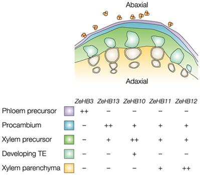 Zinnia účast ~9000 genů a,c b MC mesophyll cell WAC wound-activated cell DD dedifferentiated cell - bez buněčného dělení!