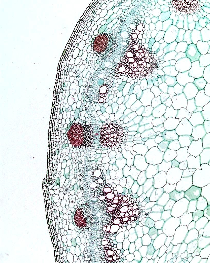 primární stavba stonku dvouděložných rostlin epidermis primární kůra