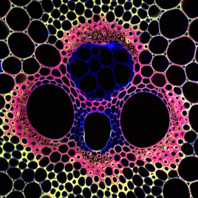 mechanické pletivo PF - protofloém metafloém PB+S PB průvodní buňka S sítkovitý článek MX metaxylém PX - protoxylém cévní