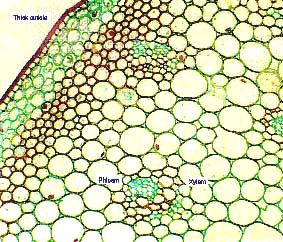 epidermis + kutikula primární kůra pericykl sklerenchym.