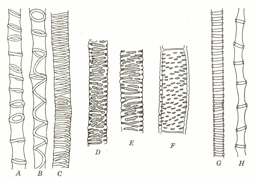 primární xylém (protoxylém, metaxylém) struktura tracheálních elementů primárního xylému podle ztlustlin v buněčné stěně: anulární helikální skalariformní retikulátní (protoxylém) (metaxylém)