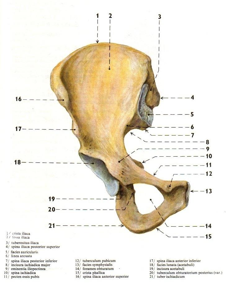 Příloha č. 3 ANATOMIE KOSTI PÁNVNÍ Obrázek 1 Anatomie kosti pánevní Zdroj: ČIHÁK, Radomír, GRIM, Miloš, ed.