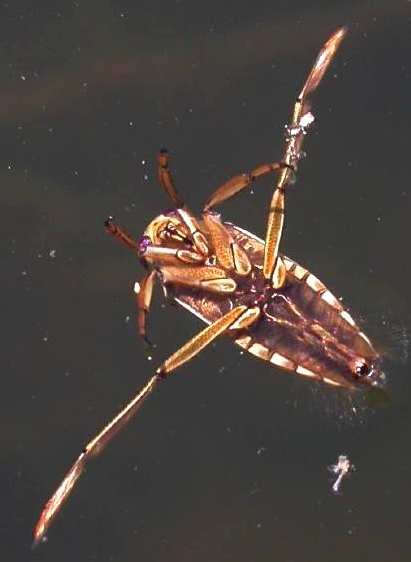 Isopoda stejnonožci CRUSTACEA korýši Amphipoda různonožci Cladocera perloočky Ostracoda lasturnatky Copepoda buchanky Asellus aquaticus beruška vodní, do 1,3cm Gammarus fossarum blešivec potoční,