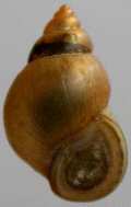 Gastropoda - plži Prosobranchia Mollusca - měkkýši Bivalvia - mlži Musculium lacustre - okrouhlice rybničná 0,9 cm Bythinella austriaca praménka rakouská do 0,3 cm Bithynia tentaculata bahnivka