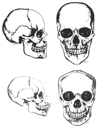 Úvod Rozhraní několika oborů Geometrie Morfometrie Biologie