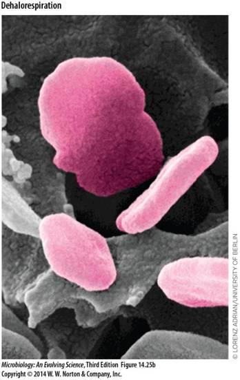 Molekulární biologické metody v rámci laboratorních testů Detekce následujících skupin mikroorganismů: 1. síran-redukující bakterie 2. denitrifikační bakterie 3.