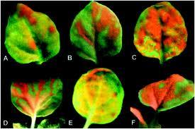 Mitochondrie značené GFP Myška značená