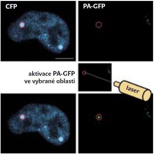 AD2 fotoaktivace fluorescence Příkladem je fotoaktivovatelná varianta GFP (PA-GFP). Ta je v buňkách syntetizována ve stavu, ve kterém nevykazuje žádnou fluorescenci v oblasti viditelného světla.