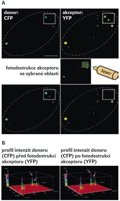 Nezářivý přenos excitační energie (FRET) Fluorescence Resonance Energy Transfer, který popsal T. Förster v polovině 20. století.