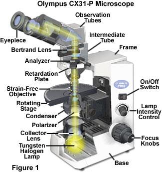 2) Světelná mikroskopie (m.) její modifikace - maximální rozlišovací mez světelných m. je cca 200 500 nm - detaily musí být vůči pozadí dostatečně kontrastní 2a) m.