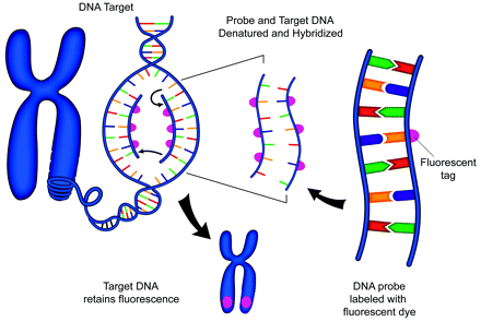 2013) - FISH Fluorescent In Situ Hybridization) Schéma metody