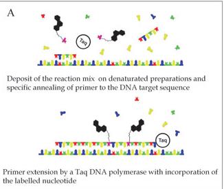 - GISH - Genomic In Situ Hybridization) PRINS - PRimed IN Situ labelling Metafáze chromozomů barvených