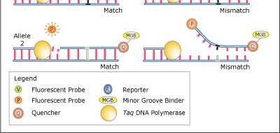 Aplikace SNP genotypizace pomocí real-time PCR