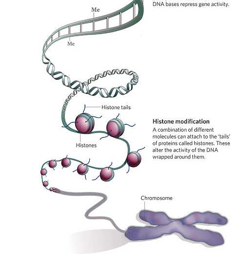 Aplikace Analýza DNA metylací Více než 70% C lidského genomu v sekvenci CpG je metylováno Významná modifikace, regulující např.