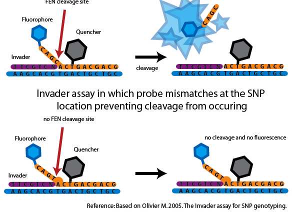 Aplikace SNP genotypizace Invader assay (Flap endonukleáza)