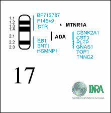 3.6.2 Lokalizace genů EEF1A1 a EEF1A2 Gen EEF1A1 byl u člověka popsán na šestém chromozomu, v oblasti 6q14, zatímco EEF1A2 byl zmapován v oblasti 20q13.3 (Lund et al., 1996).
