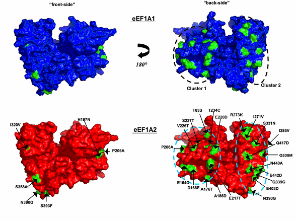 Obr.5: Lokalizace variací aminokyselin zmapovaných na povrchu EEF1A1 a EEF1A2 (Soares et al., 2009). Rozdíly jsou zbarveny zeleně a označeny u modelu lidského EEF1A2. 3.6.
