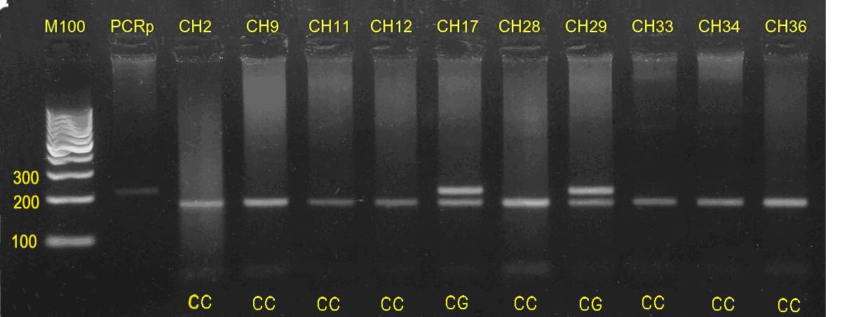 Obr.12: Genotypy genu EEF1A2 po štěpení 212 bp PCR produktu restrikční endonukleázou Hin6I M100(GeneRuler TM 100 bp DNA Ladder) 1000, 900, 800, 700, 600, 500, 400, 300, 200, 100, PCRp- neštěpený PCR