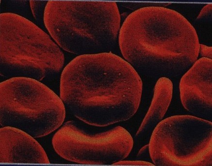 Biochemie krve Krev cirkuluje v uzavřeném cévním systému. Její objem činí 6-8 % tělesné hmotnosti.
