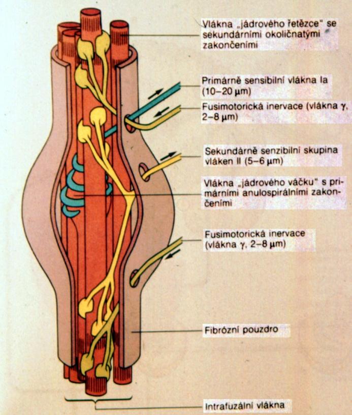 Spinální úroveň integrace Základní motorický reflex Napínací