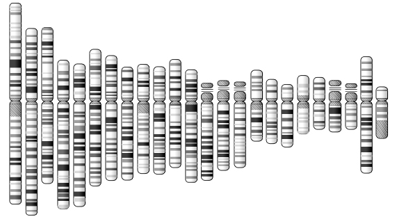 Obr. 3: Idiogram chromozomů Zdroj: Antonín Šípek. http://genetika.wz.cz/chromosomy.htm 1.