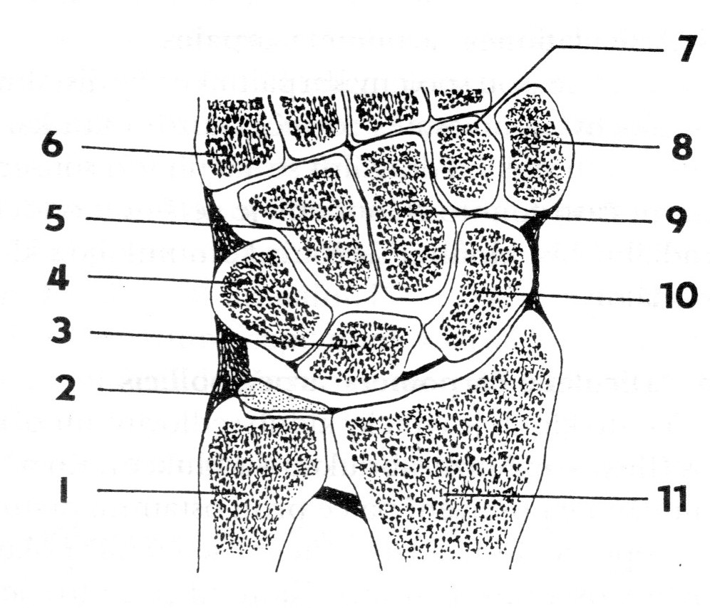 Ruční klouby podélný, frontální řez 1. ulna 2. discus articularis 3. os lunatum 4. os triquetrum 5.