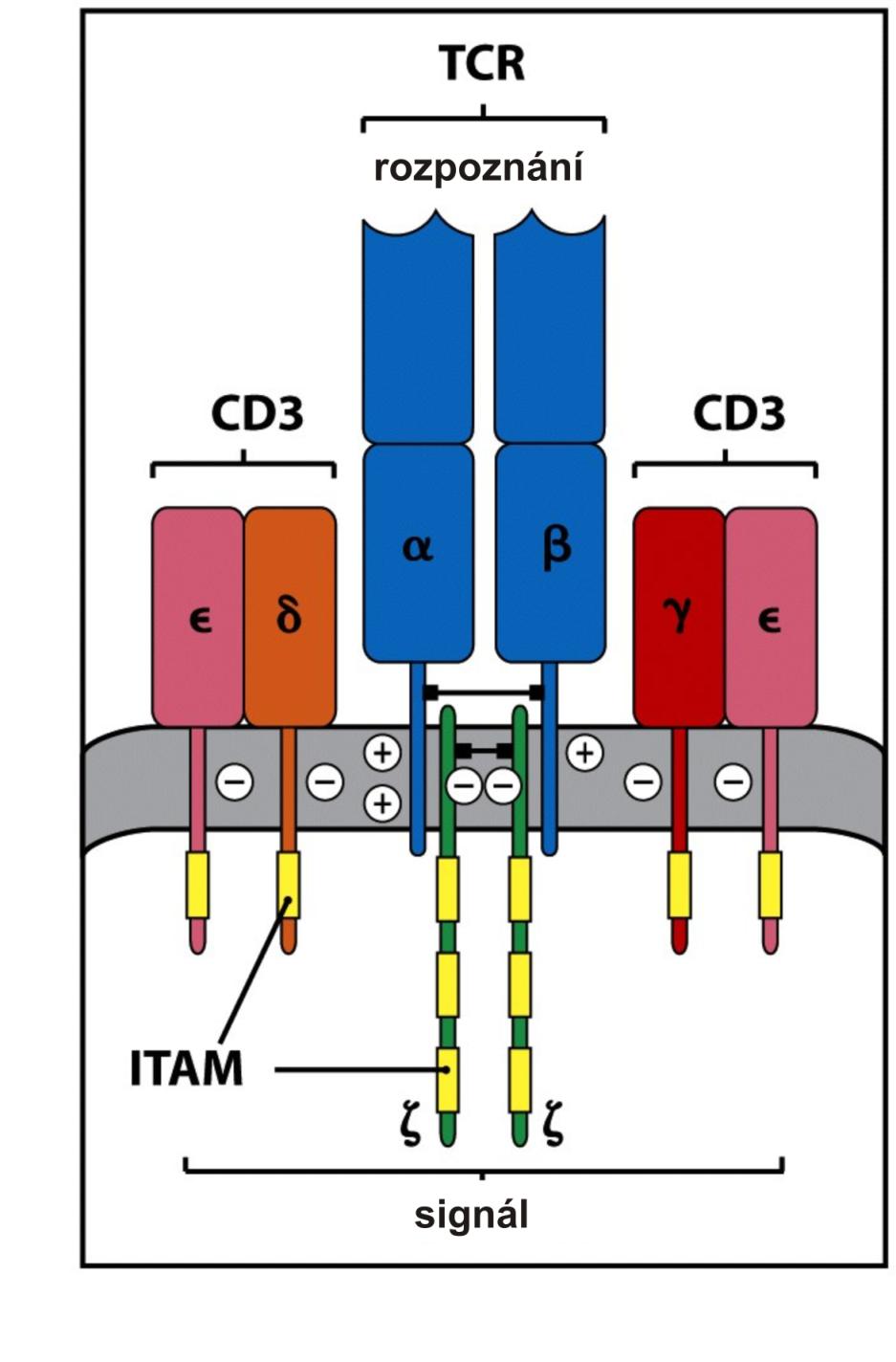 T buněčný receptorový komplex je tvořen proteiny rozeznávajícími antigen a invariantními signálními