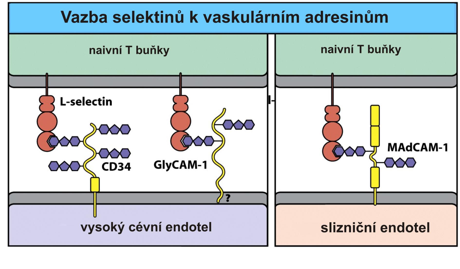 L-selektiny a