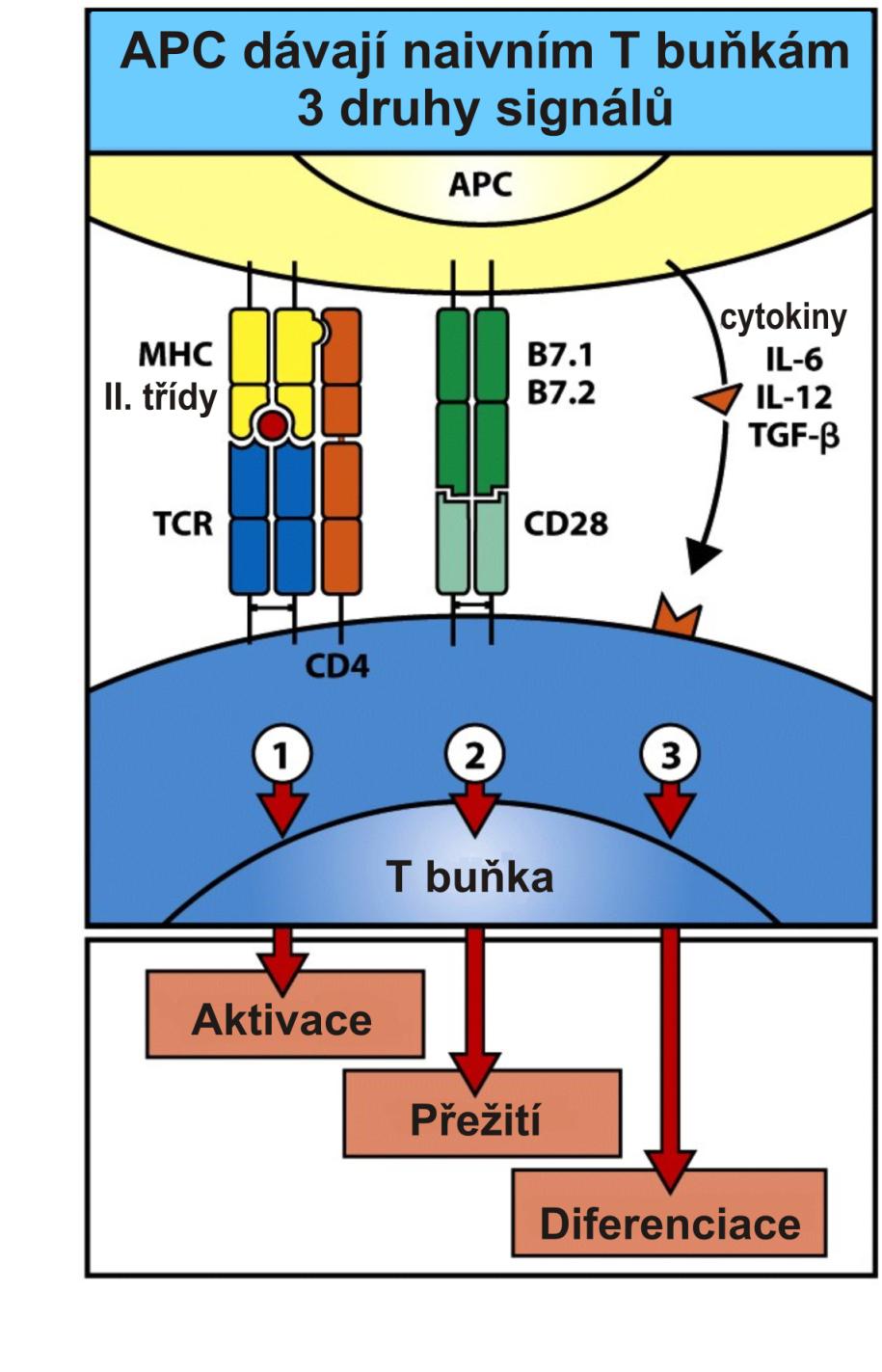 Signál 1 je antigen specifický interakce peptid:mhc s TCR.