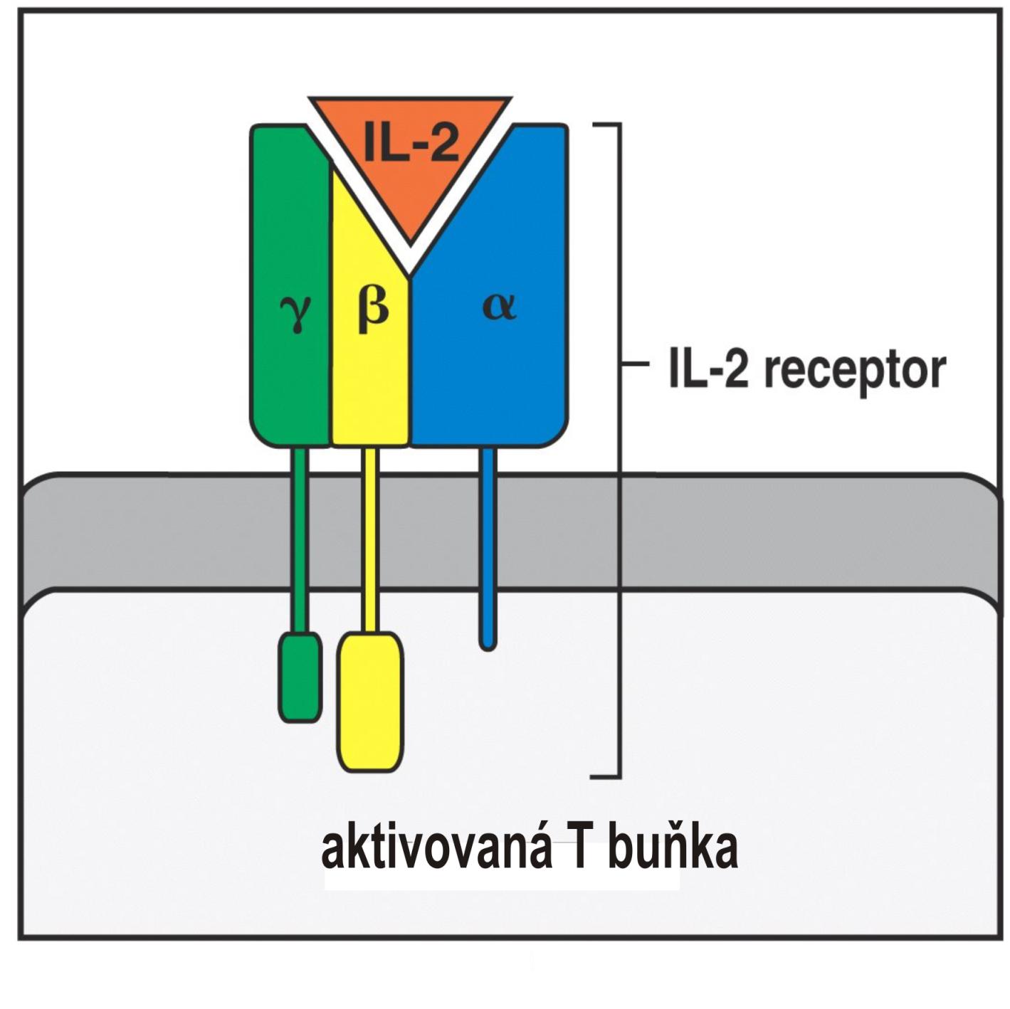 Vysokoafinitní IL-2 receptor je složený ze tří