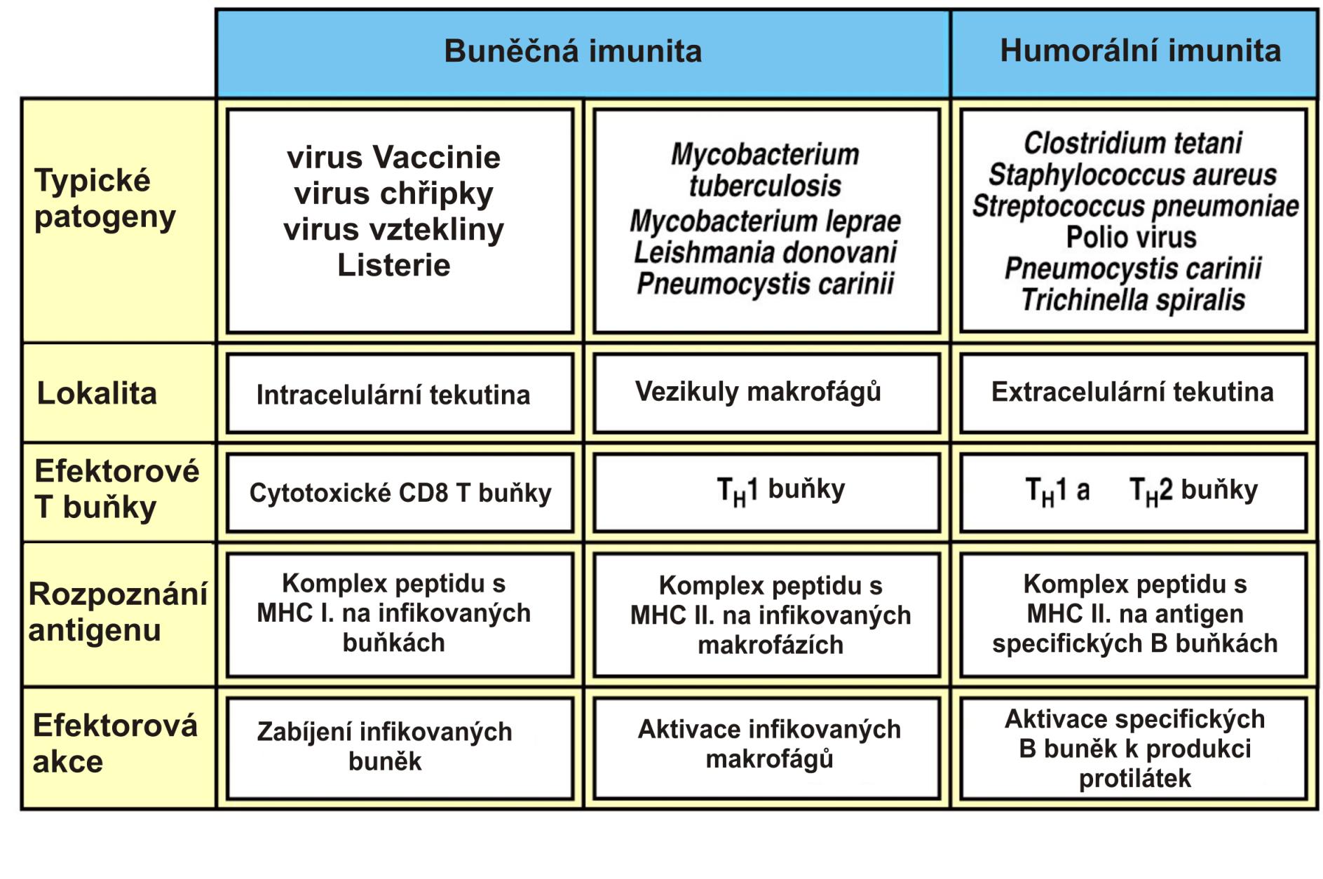 Úloha efektorových T buněk v buňkami zprostředkované a v