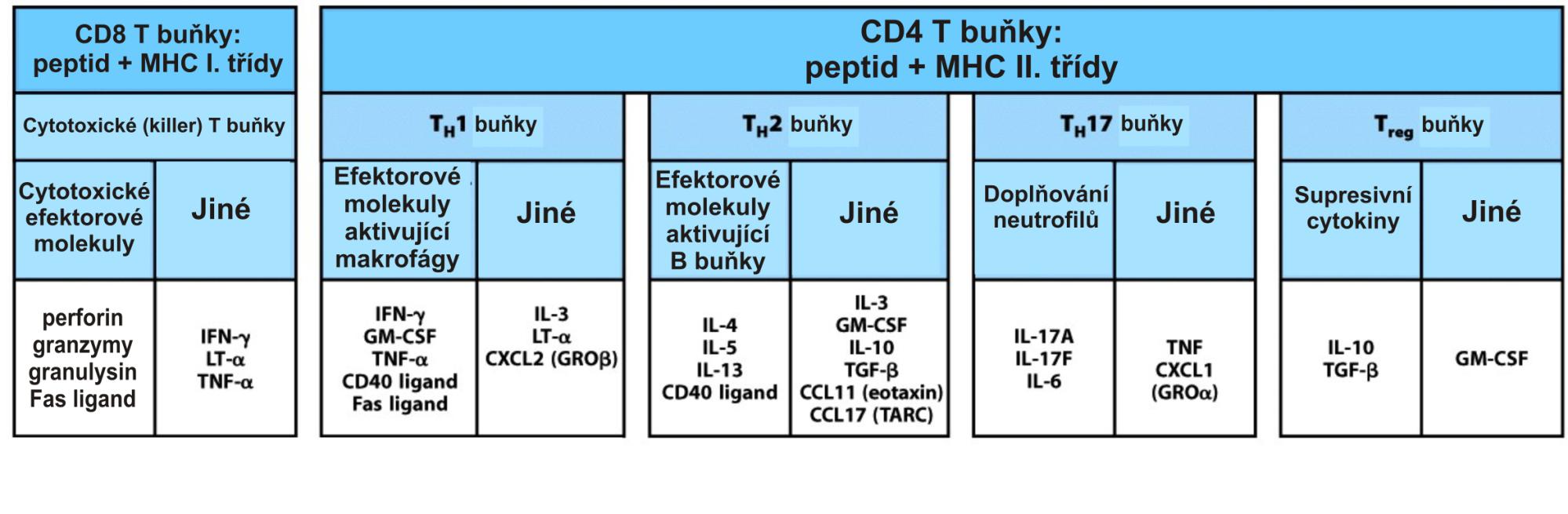 Různé typy efektorových T buněk