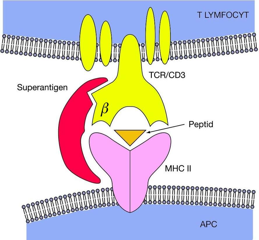 Superantigeny Superantigen propojí MHC gp II na povrchu jakýchkoli APC s TCR přítomnými na povrchu velké části T buněk (až 10%