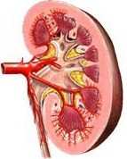 hemodynamika nefrotoxiny CO MAP fhb ATB IAP objem