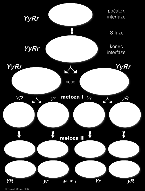 Dnes víme, že volná kombinovatelnost genů se děje během meiózy u eukaryotů.