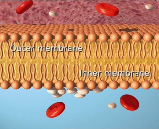 Resolute Endeavor Drug-eluting Stents: 2