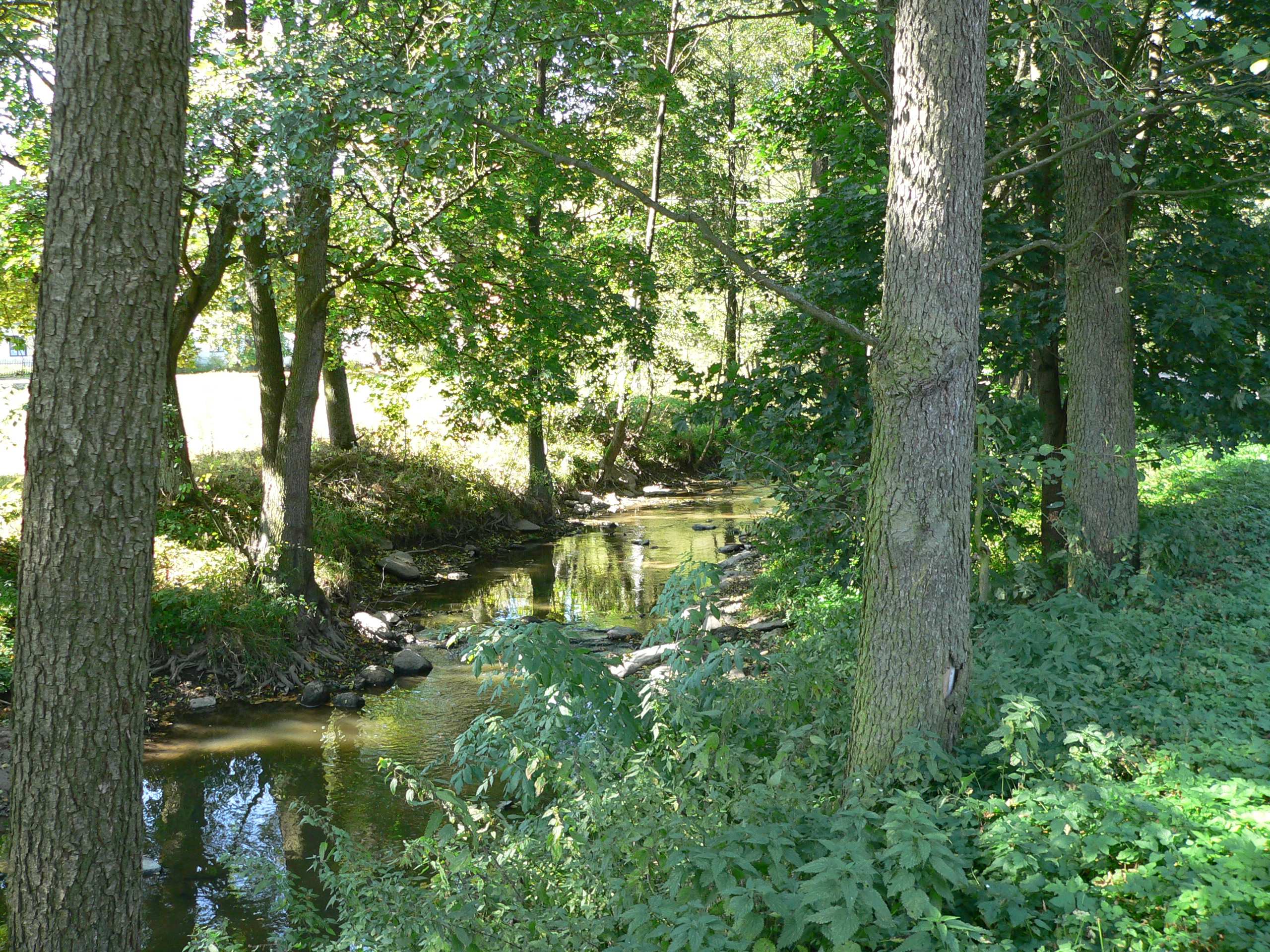 5.2 ANALÝZA ŘEŠENÉ OBLASTI Obrázek 5.5: Pohled na křížek a vzrostlé stromy v centru obce Frankův Zhořec. (Fotografie: Greenberg 2009) Obrázek 5.