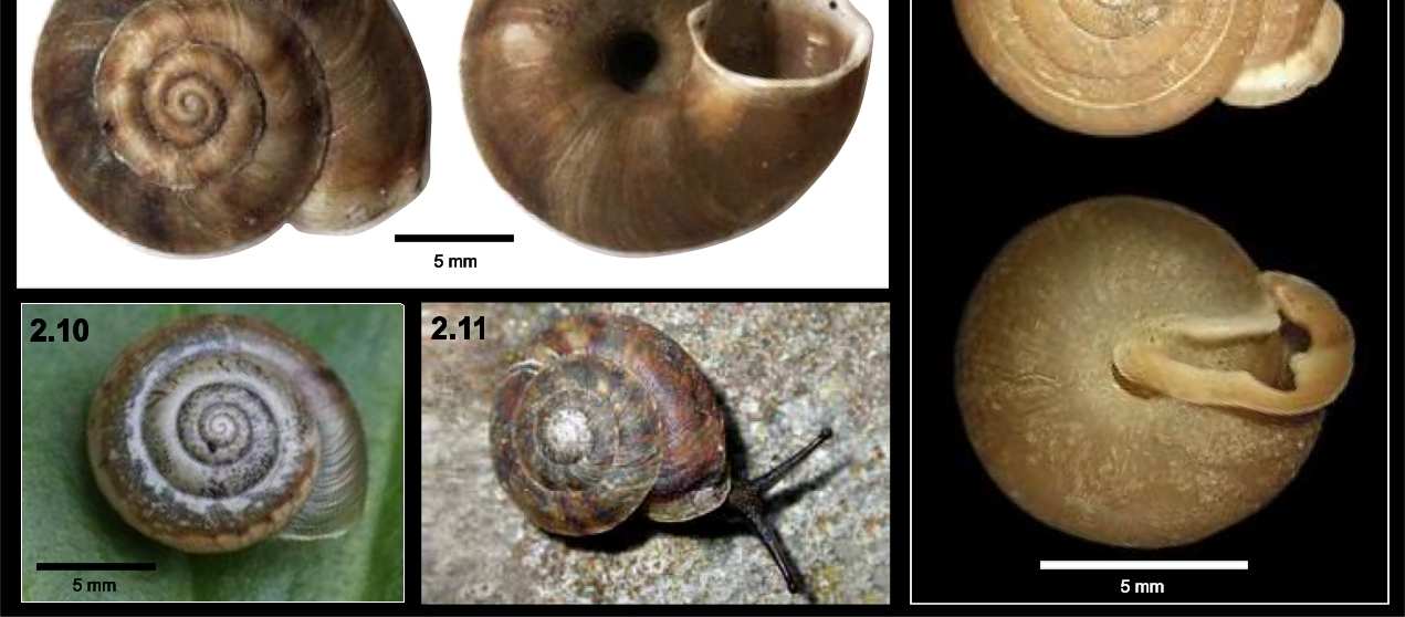 37. Urticicola umbrosus (C. Pfeiffer, 1828) žihlobytka stinná; 3W(h) (Obr. 2.10). Plž obývá vlhké údolní porosty, jedná se o význačný lužní druh.